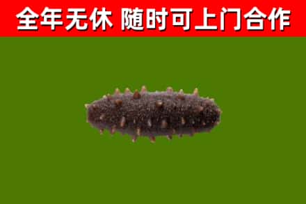 伊春回收海参干
